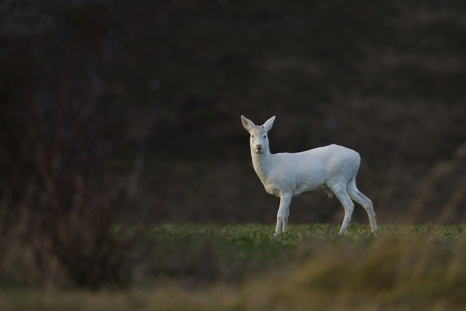 Albino-Rehbock