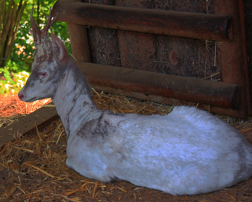 Albino-Rehbock "Bino" wurde 1998 in freier Wildbahn geboren.