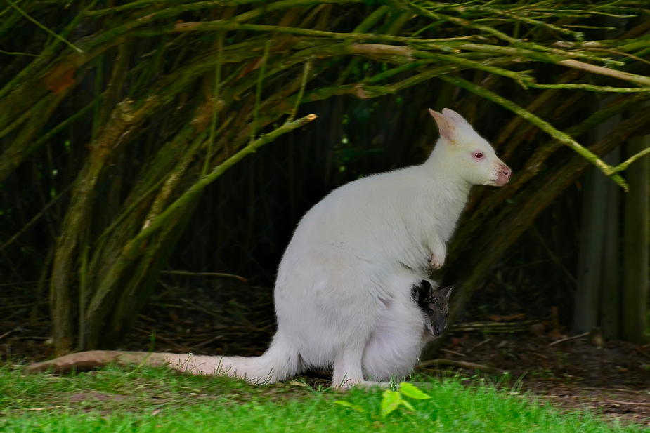 Albino Roo mit Joey