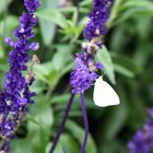 Albino Schmetterling