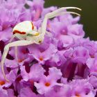 Albino-Spinne?