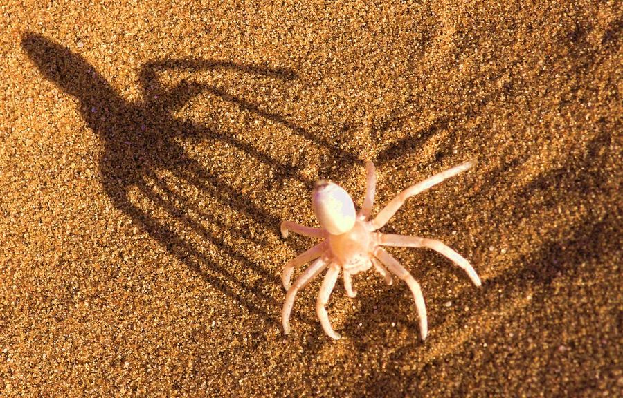 Albino Spinne, Namib Wüste