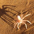 Albino Spinne, Namib Wüste