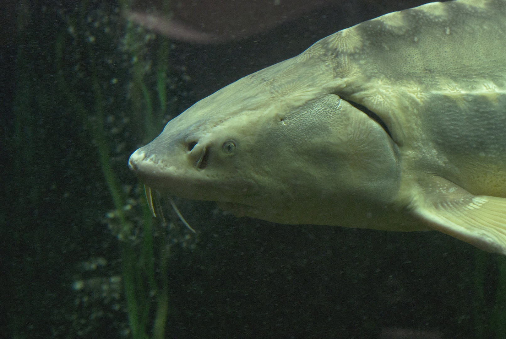 Albino-Sterlet - fotografiert im Aquarium des Straubinger Tiergartens 