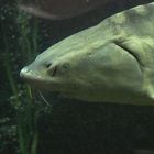 Albino-Sterlet - fotografiert im Aquarium des Straubinger Tiergartens 