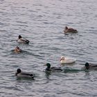 Albino Stockente