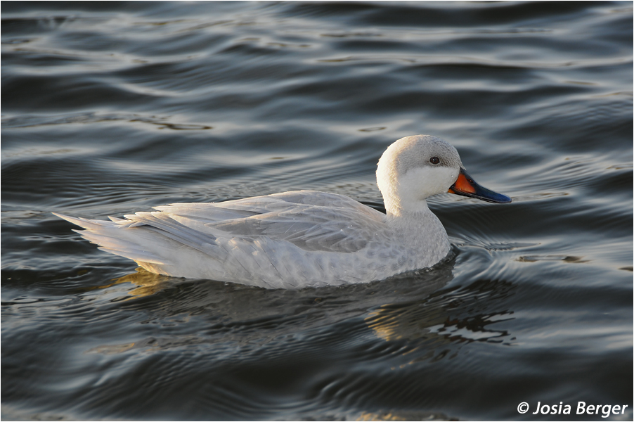 Albino Stockente?