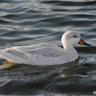 Albino Stockente?