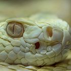 Albino-Texas-Klapperschlange