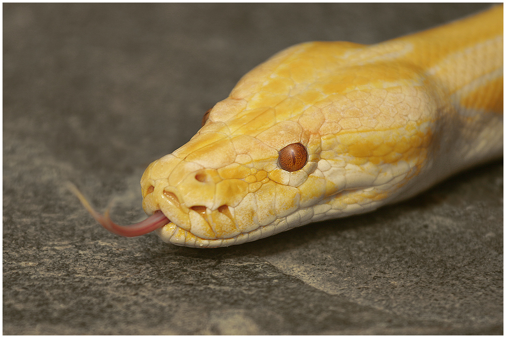 ALBINO TIGERPYTHON