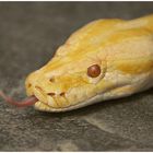 ALBINO TIGERPYTHON