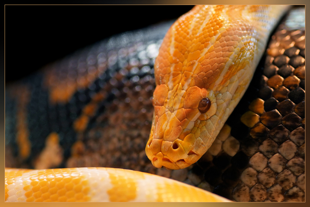 Albino Tigerpython