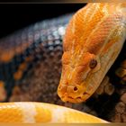 Albino Tigerpython