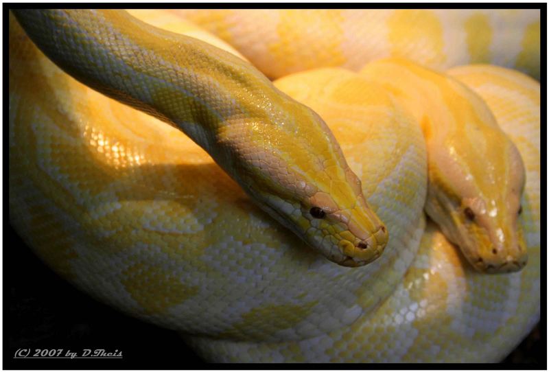 Albino Tigerpython