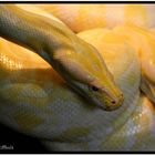 Albino Tigerpython