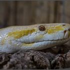 Albino Tigerpython