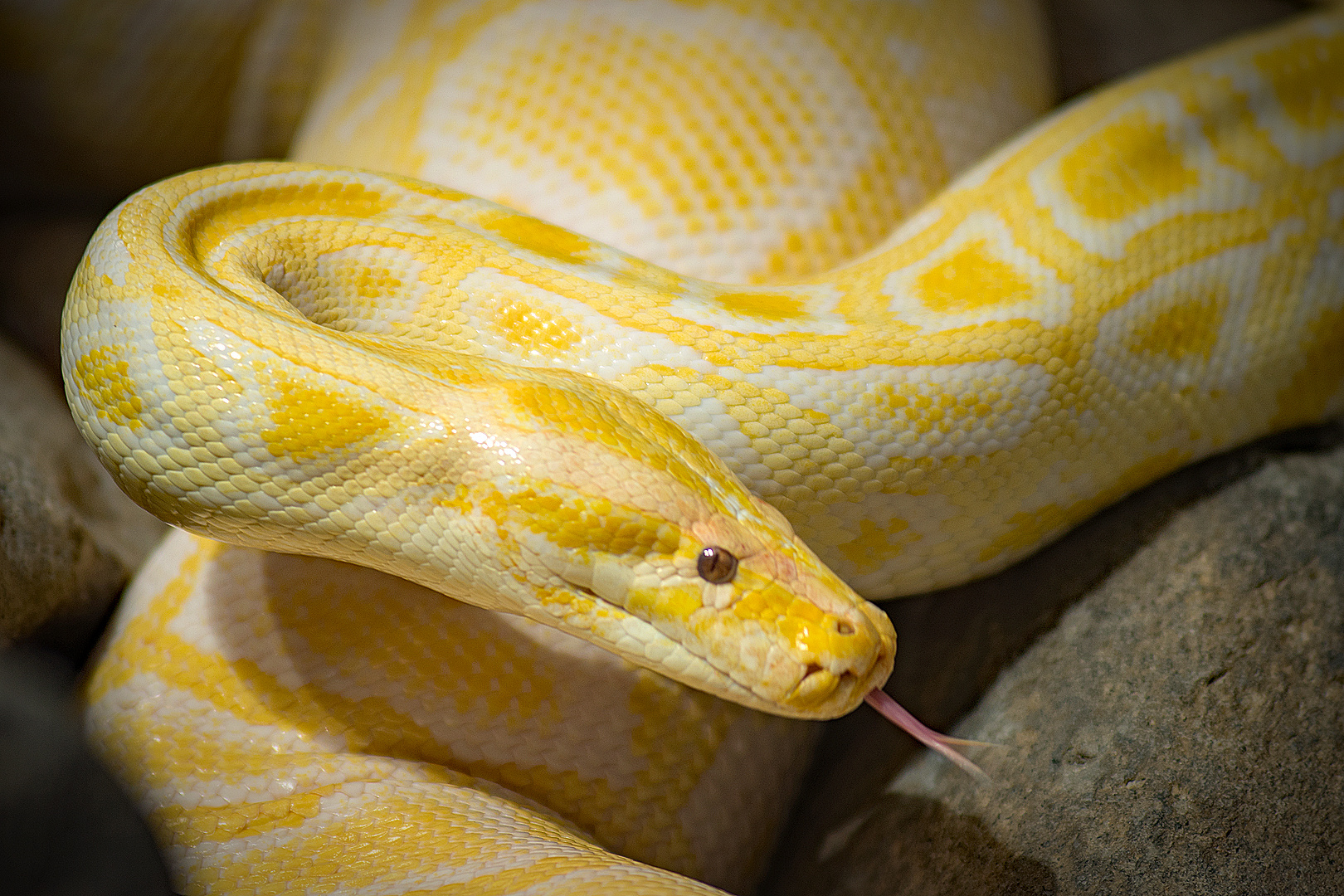 Albino-Tigerpython