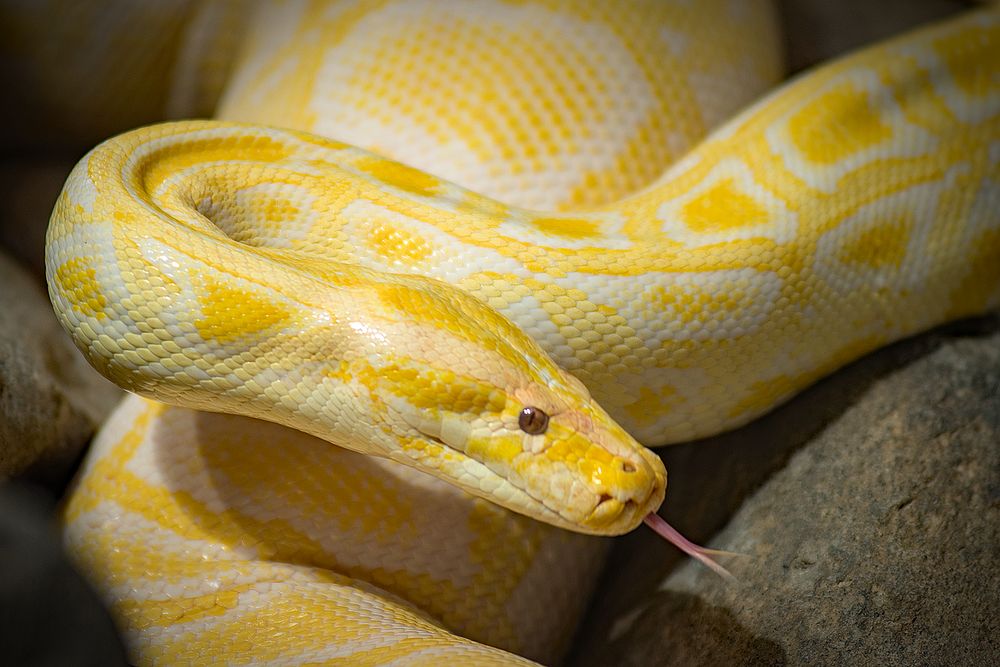 Albino-Tigerpython Foto & Bild | natur, zoo, stuttgart Bilder auf ...