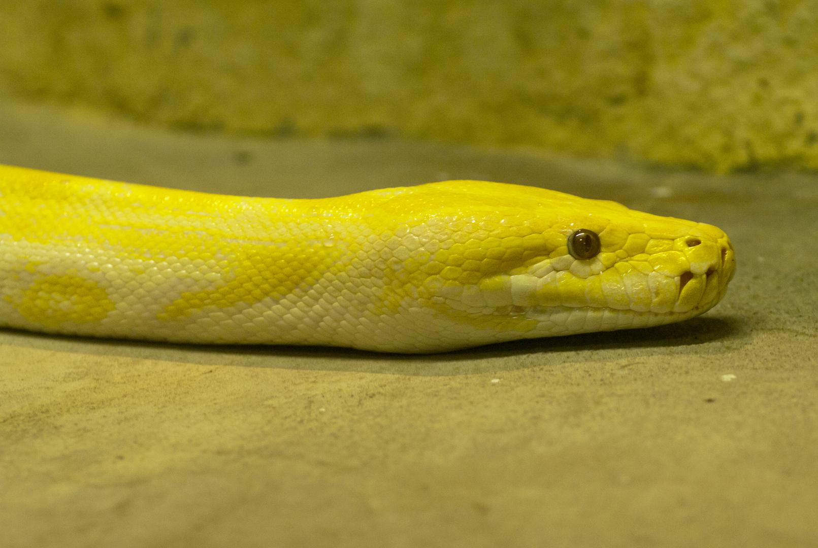 Albino-Tigerpython - fotografiert im Ulmer Tiergarten