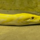 Albino-Tigerpython - fotografiert im Ulmer Tiergarten