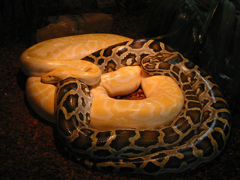 Albino und heller Tigerpython