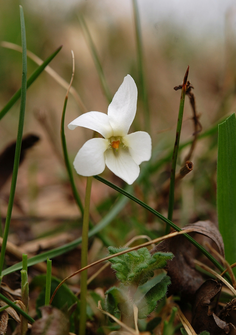 Albino Veilchen Sauerland/ 3.4.11