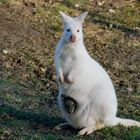 Albino Wallaby mit Kind