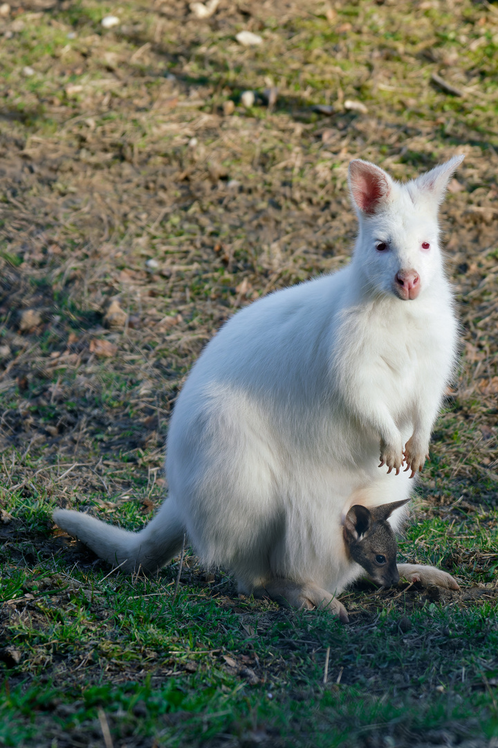 Albino Wallaby mit Kind