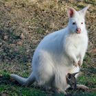 Albino Wallaby mit Kind