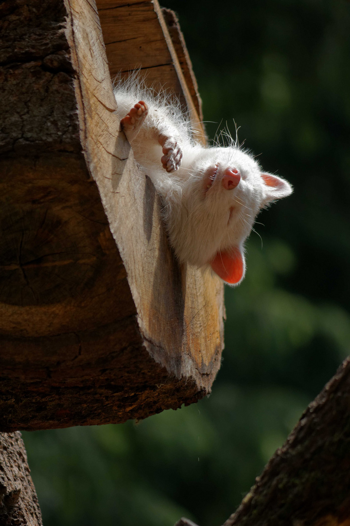 Albino Waschbär