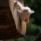 Albino Waschbär