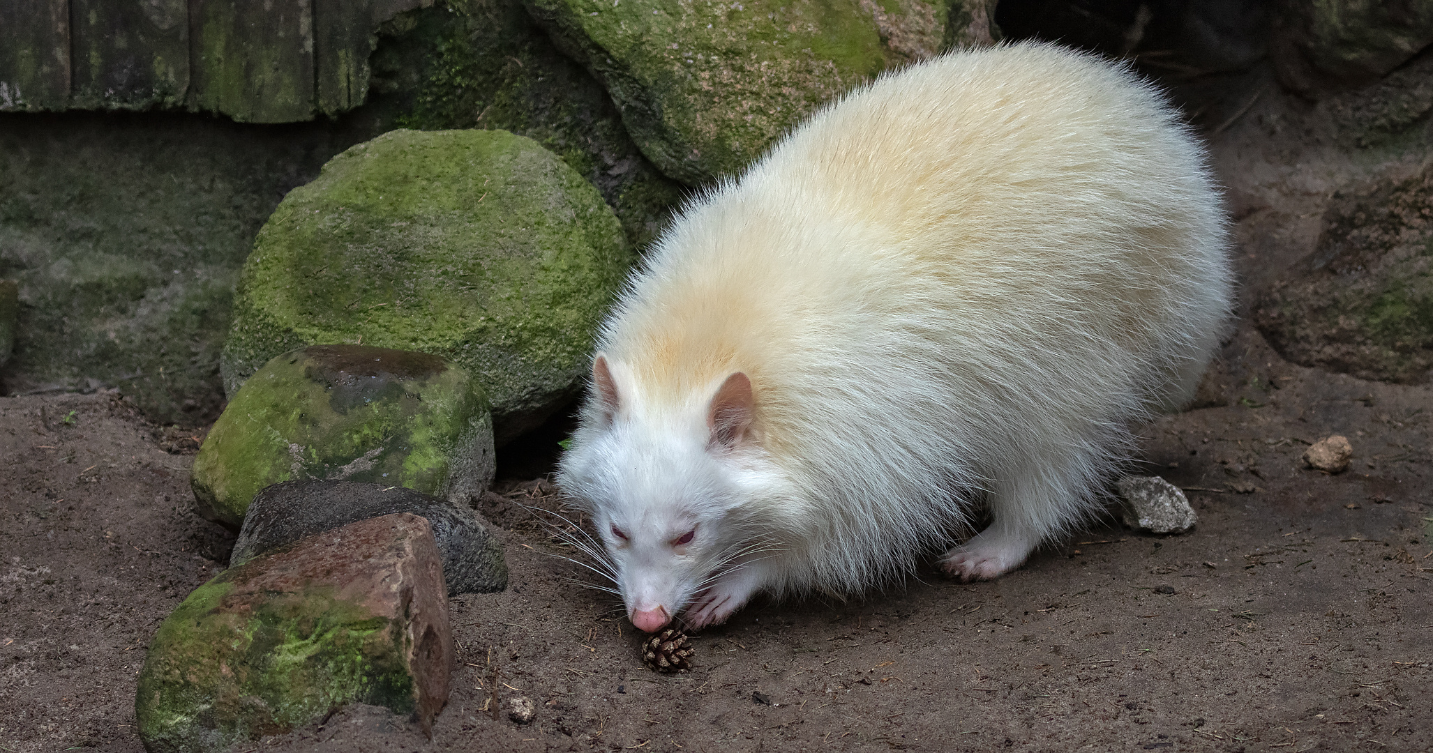 Albino Waschbär