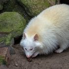 Albino Waschbär