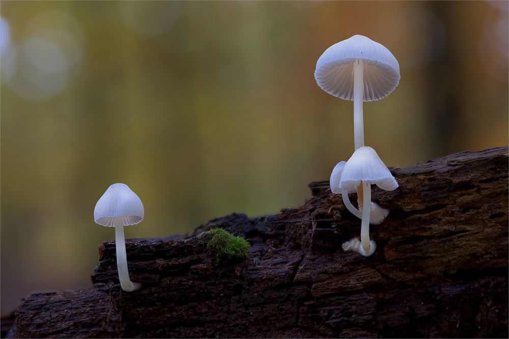 Albino Weißmilchhelmling