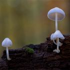 Albino Weißmilchhelmling