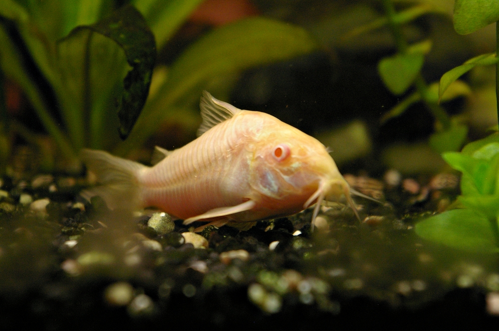 Albino Wels Foto & Bild tiere, haustiere, aquaristik Bilder auf