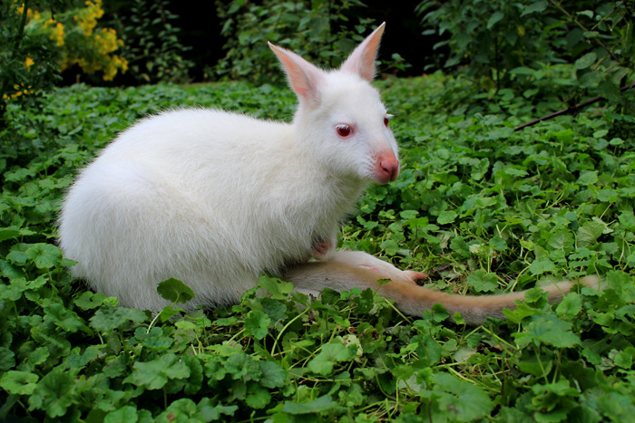 Albino - Zwergkängeruh