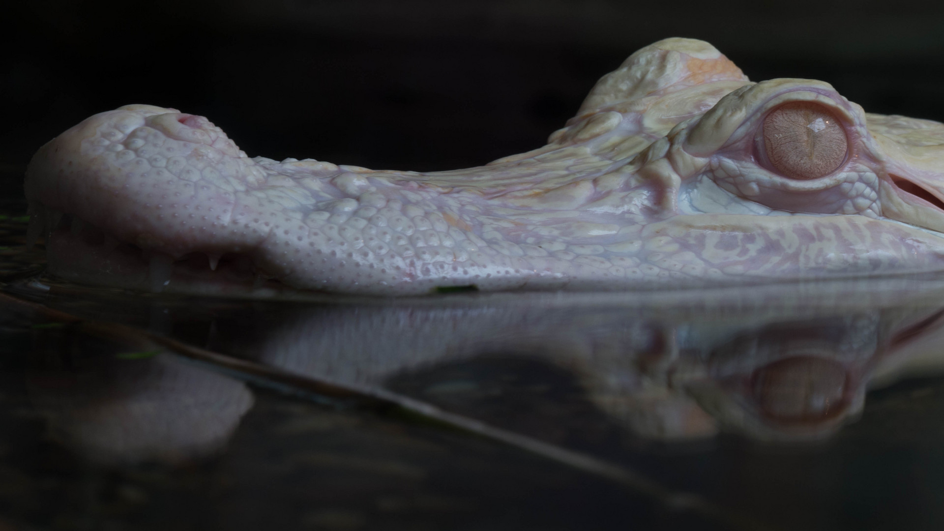 Albinoaligator