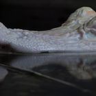 Albinoaligator