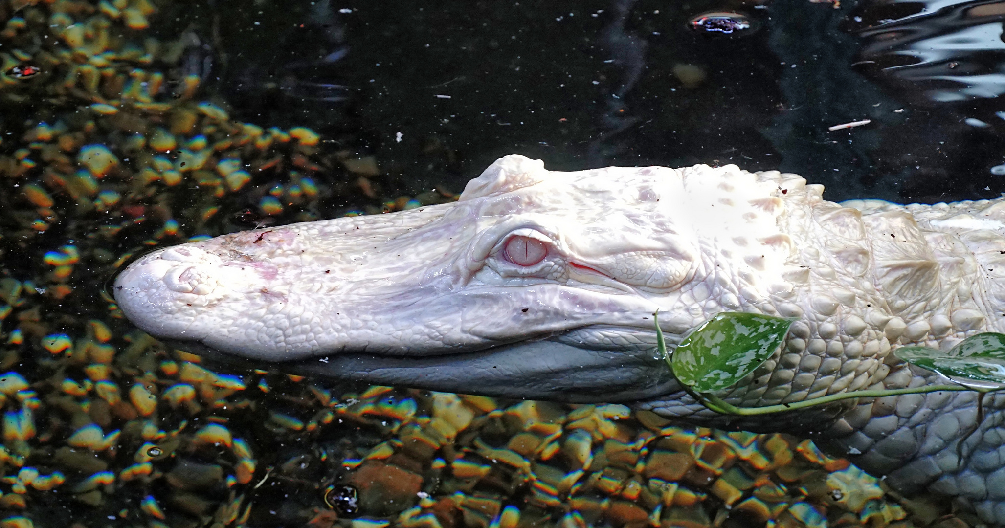 Albinoalligator