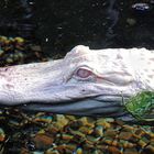 Albinoalligator