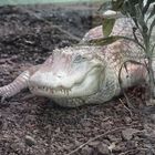 Albinoalligator...