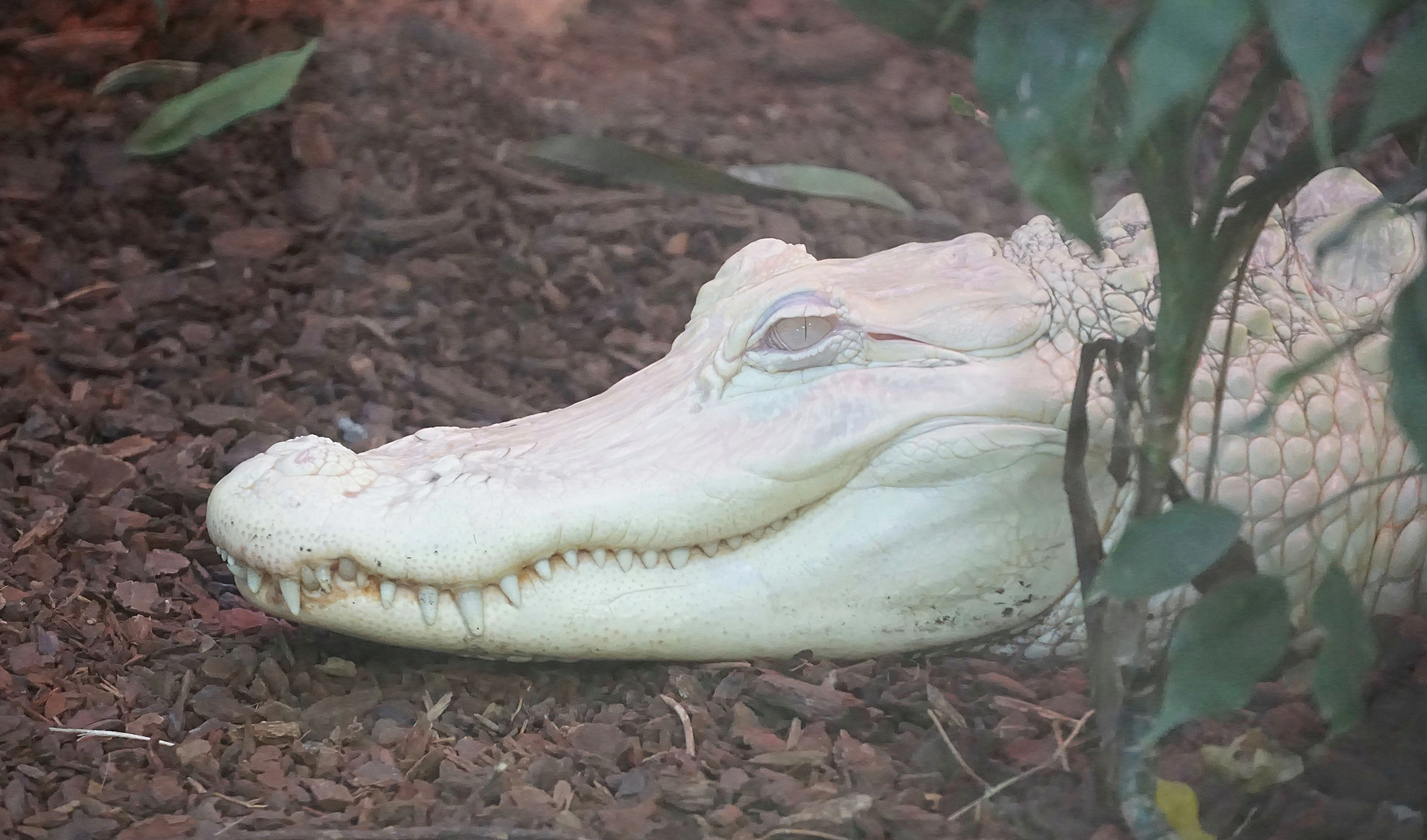 Albinoalligator