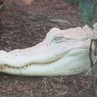 Albinoalligator