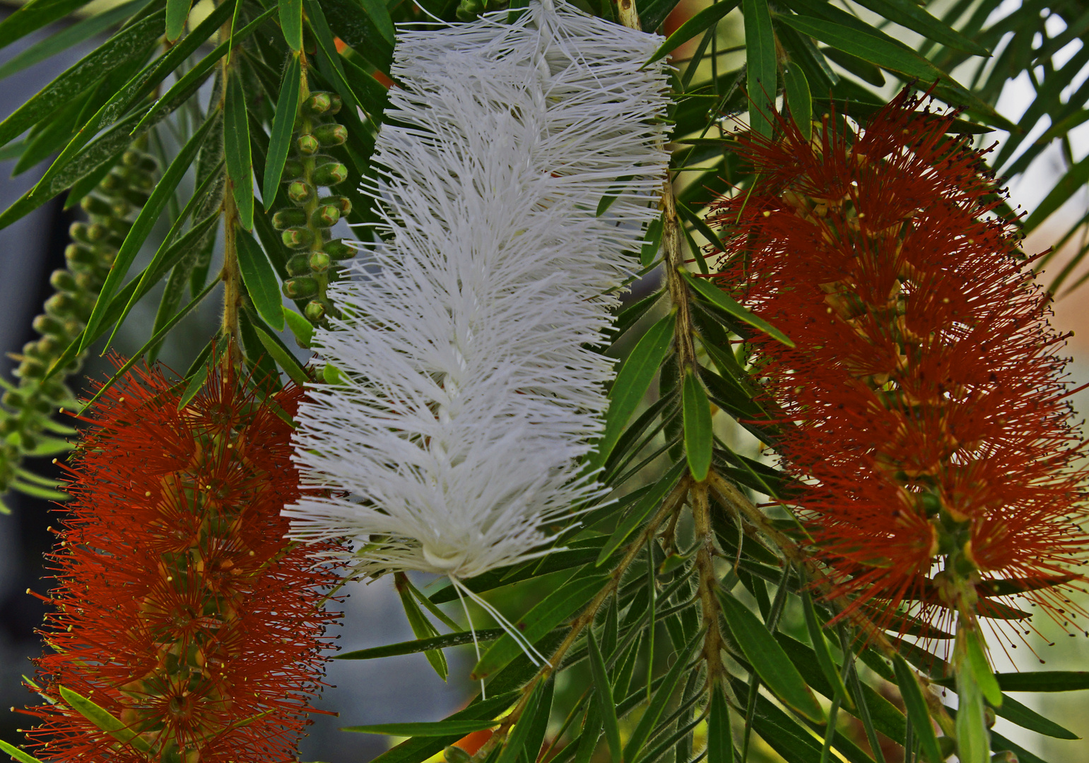 Albinoblüte am Flaschenputzerbaum auf Gran Canaria