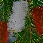 Albinoblüte am Flaschenputzerbaum auf Gran Canaria