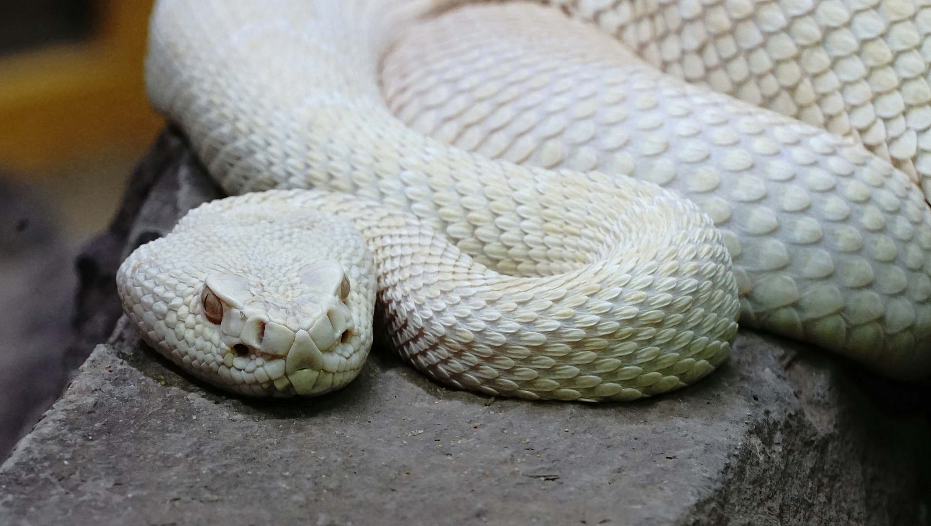 Albinoide Grubenotter