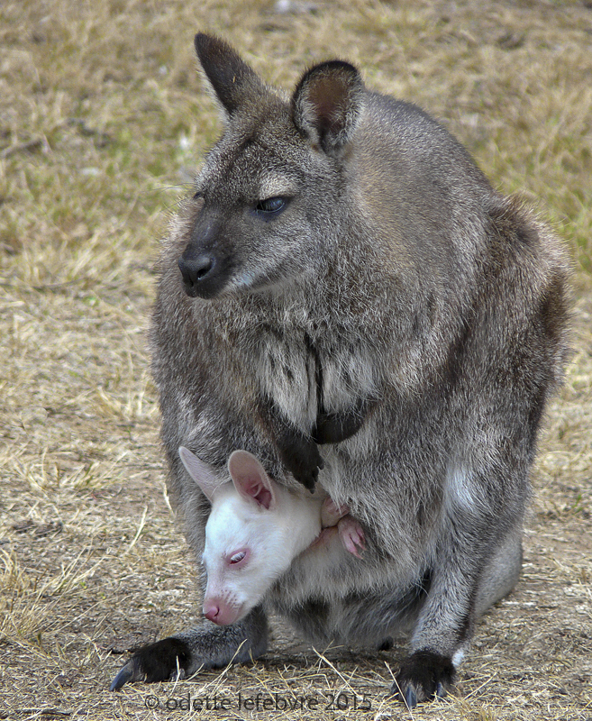 Albinos australien