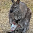 Albinos australien