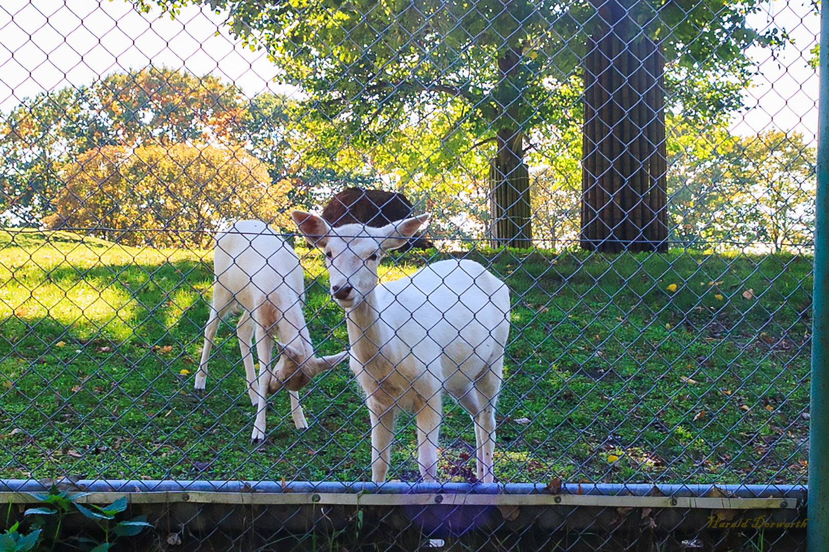 Albinos